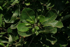 Semecarpus anacardium